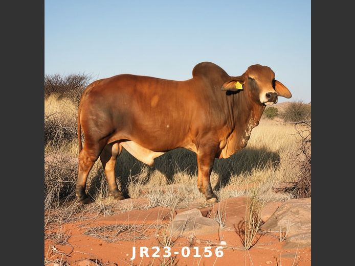 23-0156JR | WETMER BRAHMAN