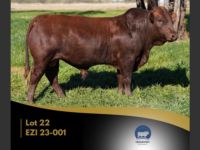EZI 230001 | INKANYEZI BONSMARAS
