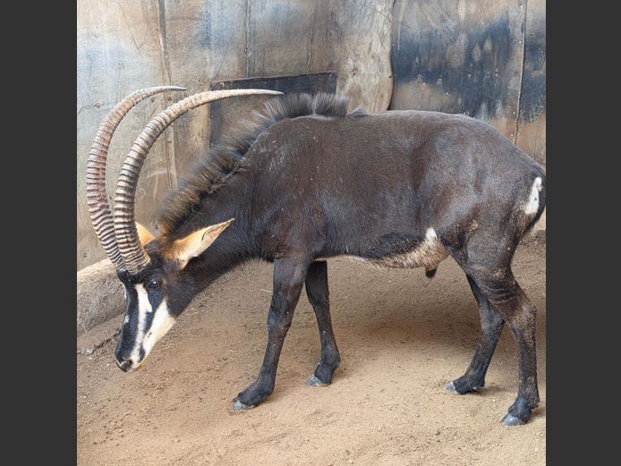 SABLE | IMPISI SAFARIS