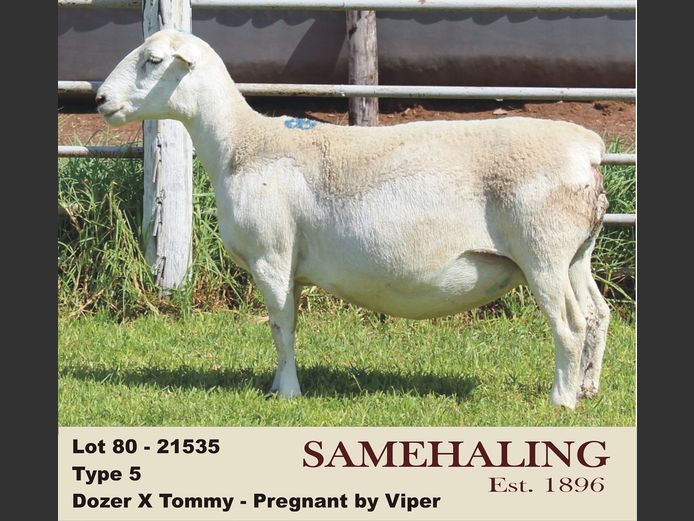 21535-331 | SAMEHALING  WIT DORPERS