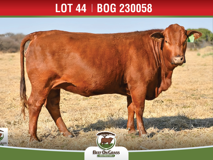 BOG 230058 | BEEF ON GRASS PTY LTD
