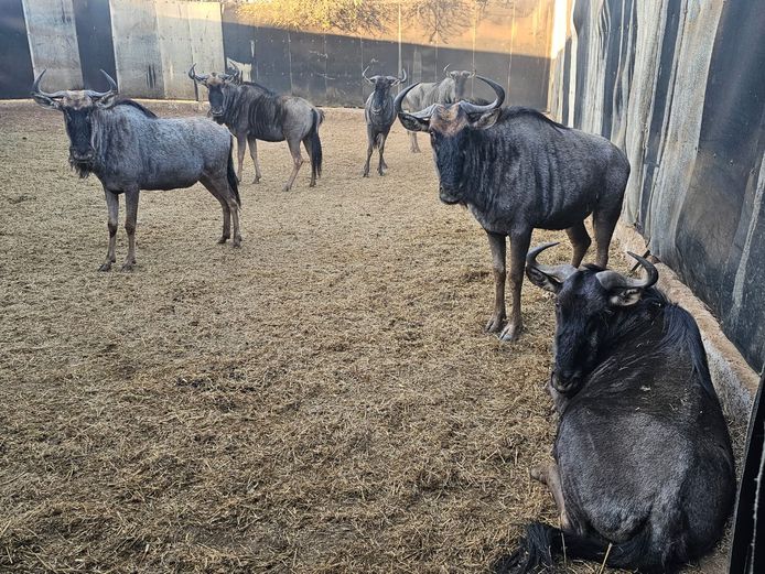 BLUE WILDEBEEST | KRUISRIVIER