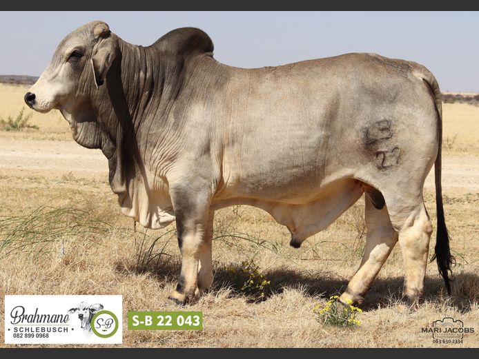 S-B2243 | SCHLEBUSCH BOERDERY BK