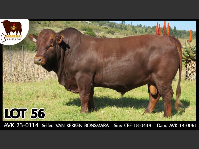 AVK 230114 | VAN KERKEN BONSMARA