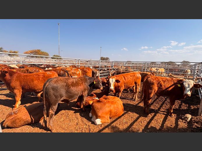 AGRA GROOTFONTEIN WEANER AUCTION