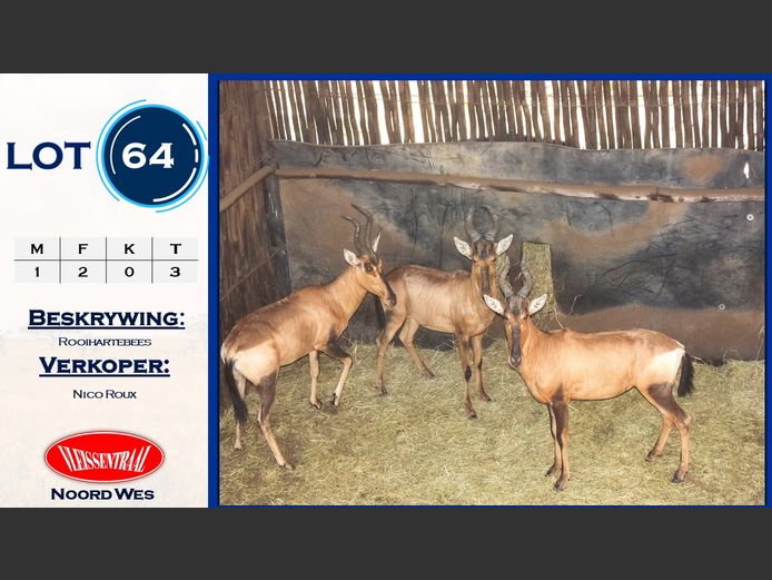 Red Hartebeest