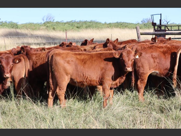 Weaners | Tweeddale Farming