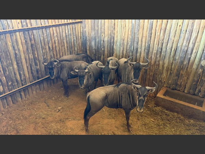 Blue Wildebeest | CGOC Bomas - Krompoort Game Capture