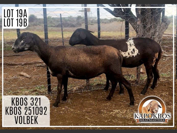 KPBW251092 | Kapokbos Meatmasters