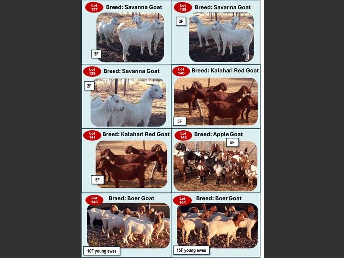 APPLE GOATS | ANNUAL MYTILUS AND ELOFF