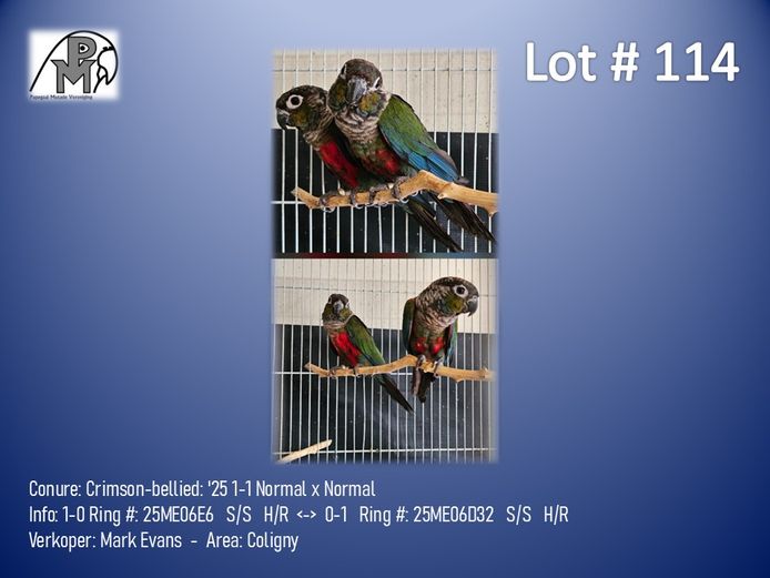 1-1 '25 Conure: Crimson-bellied: Normal x Normal - Mark Evans