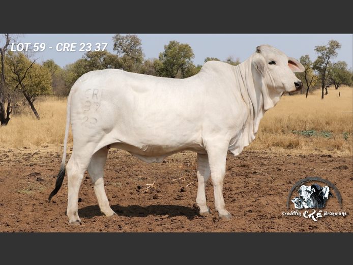 CRE2337 | CRE BRAHMANE