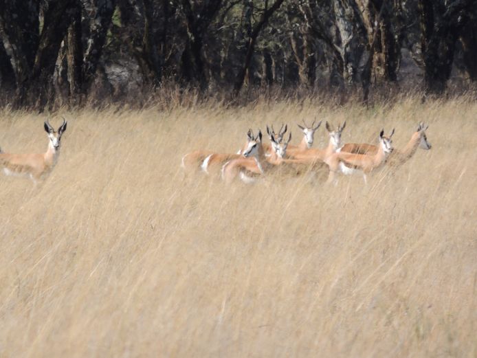 SPRINGBOK OOIE