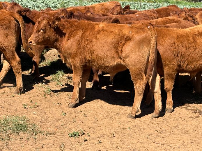 Intact Bull Calves | Paradoxus Estates
