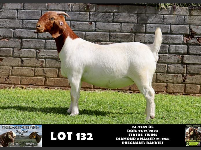 24-2249 DL | DAWID LOUW