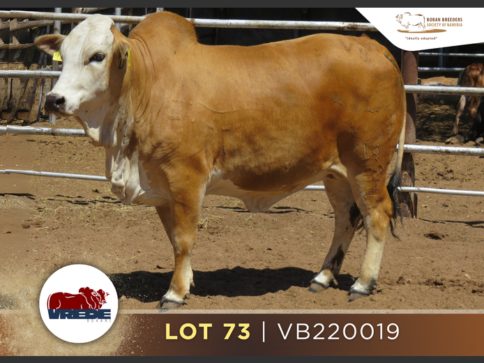 22-0019VB | VREDE BORANS