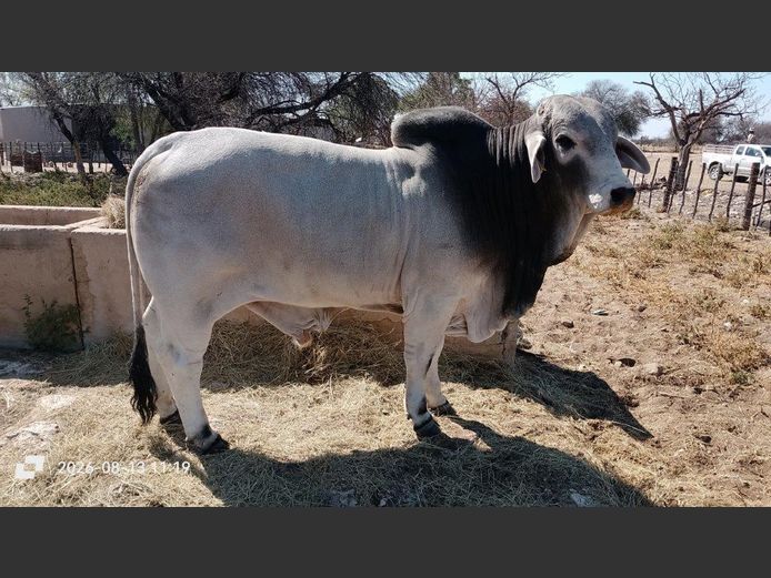 23-0026BSC | WISANA BRAHMAN