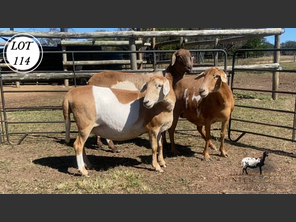 images