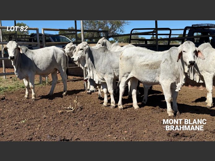 Commercial Animals | MONT BLANC BRAHMANE 
