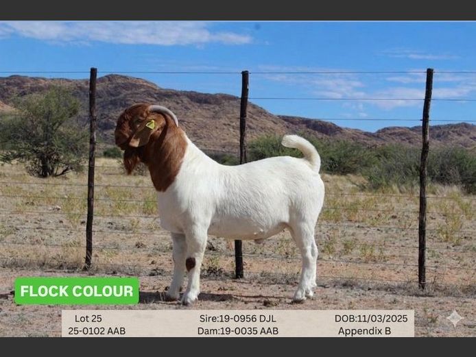 25-0102AAB | AC BOERBOKSTOET