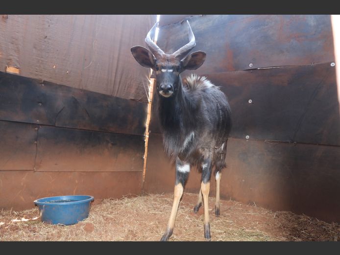 Njala