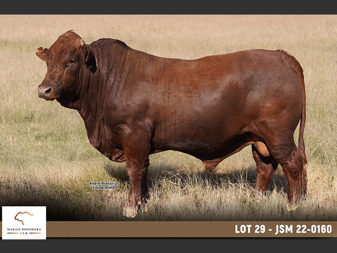 JSM220160 | MARAIS BONSMARAS