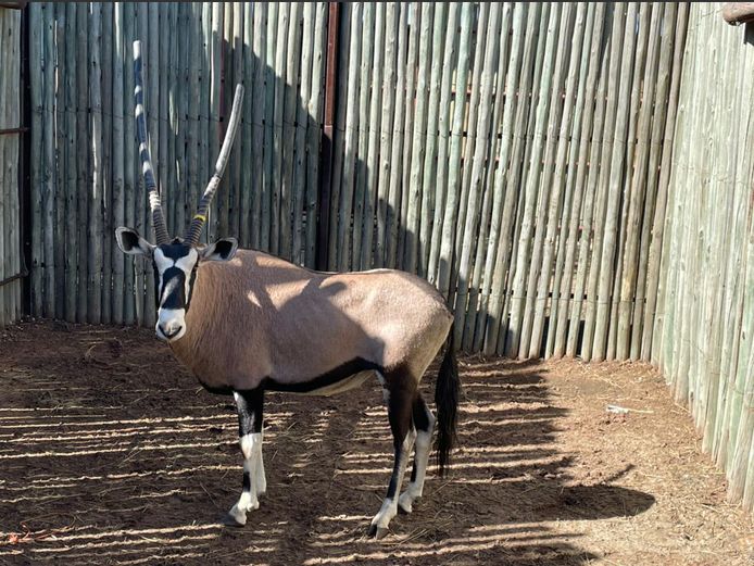 Gemsbok