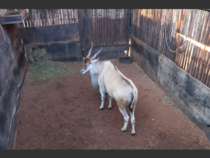 Eland