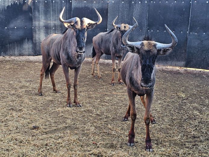 BLUE WILDEBEEST | AYLESHAM TRUST