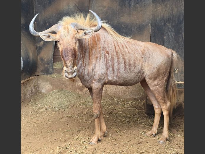 GOUE WILDEBEES | THABA BOTALA GAME
