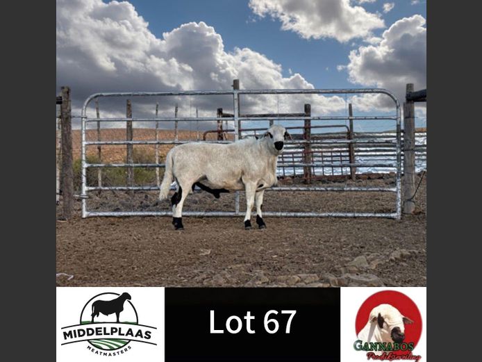 015 | Middelplaas Meatmasters