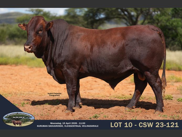 CSW 230121 | TOWTON BONSMARAS