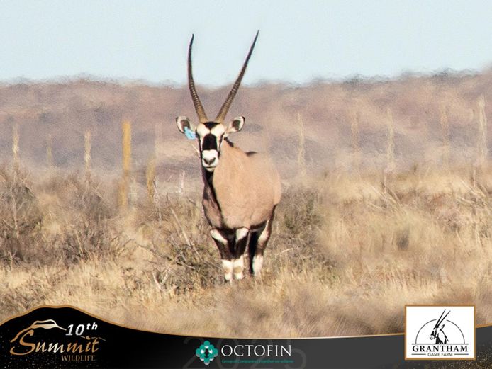 42 4/8" Oryx Hunting Bull