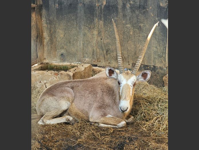 GOUE GEMSBOK | MOONSHINE