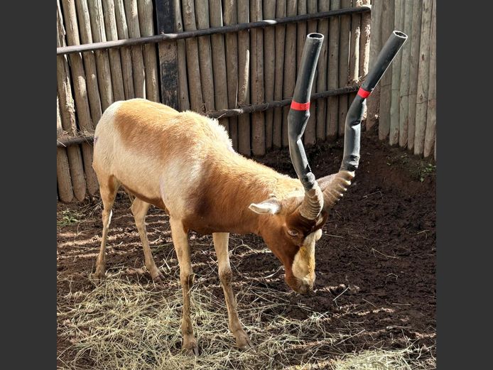 Saddleback Blesbok Ram