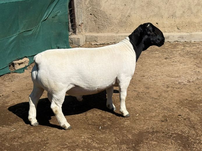 248333 | Leroy & Bruce Phillips Dorpers