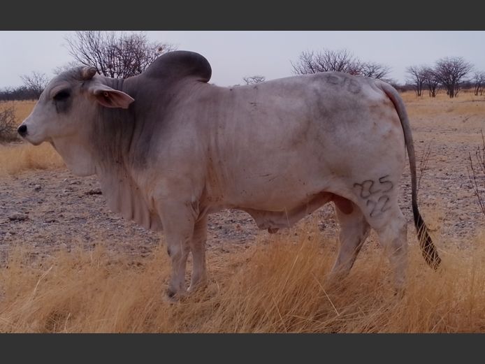 22-0225ETB | ETOBRA BRAHMAN