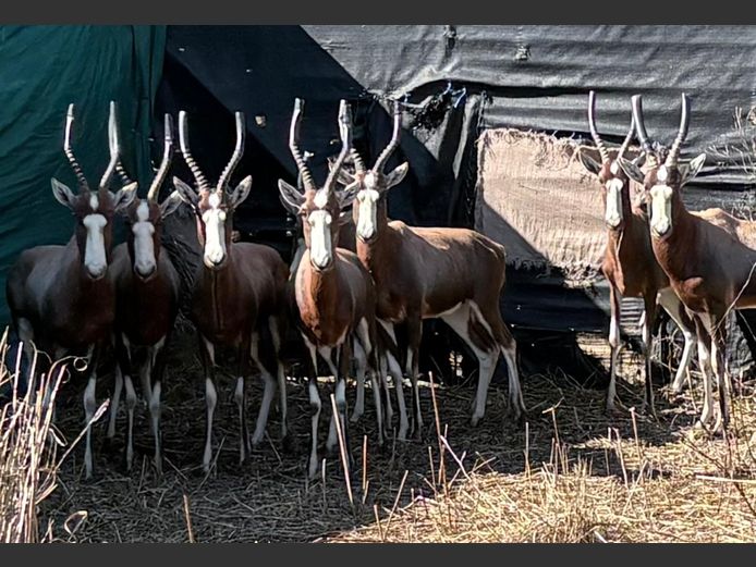 Blesbok Teeltrop
