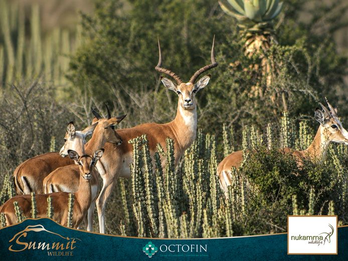 COMMON IMPALA EWES RW 25" WHITE FLANK