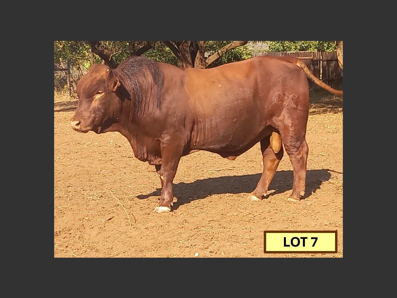 Lot 7 BRISTOW BONSMARA 52ND ANNUAL PRODUCTION SALE SwiftVEE Livestock & Cattle cast