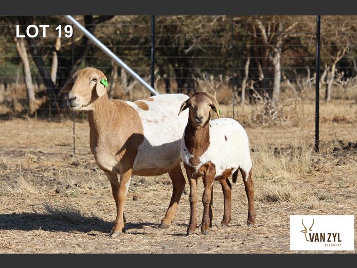 21-03 | VAN ZYL BOERDERY BOSVELDERS