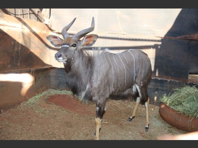 Njalas