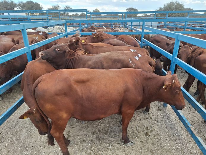 Commercial Cow Medium