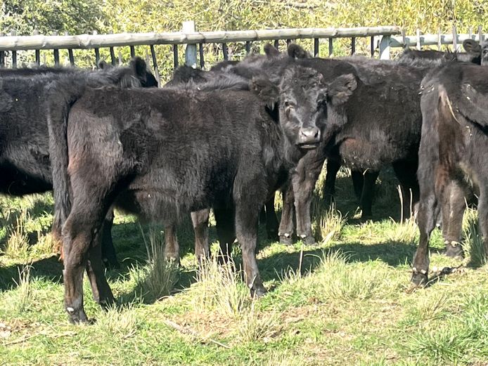 Weaners | Oakdene