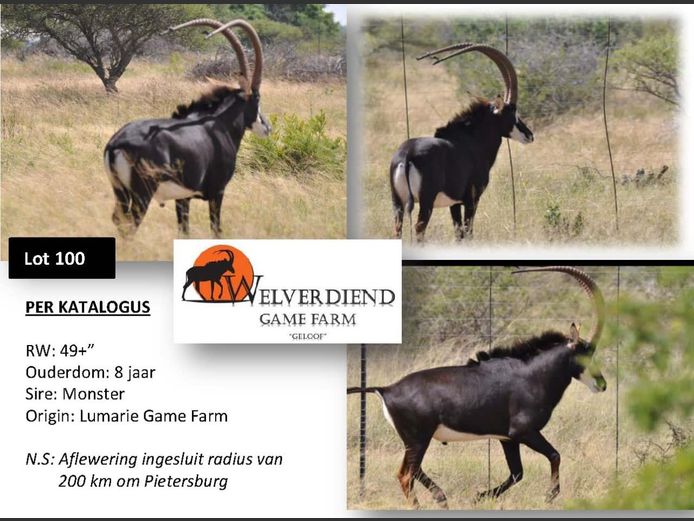 SABLE BULL | WELVERDIEND GAME FARM