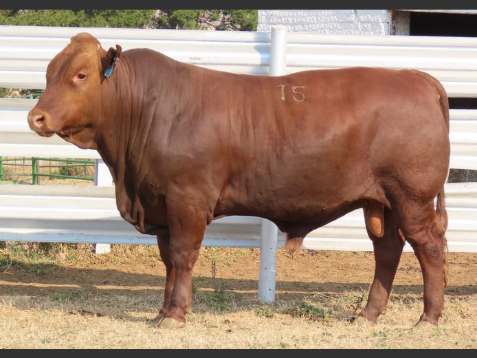 WDS 230044 | SWAERSHOEK BONSMARAS