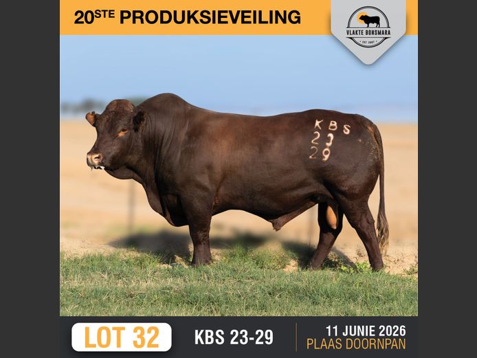 KBS230029 | KAMEELDORING BONSMARA