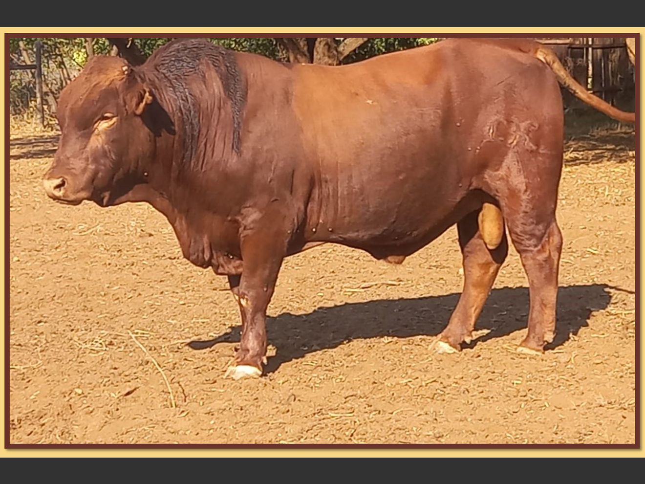 Lot 7 BRISTOW BONSMARA 52ND ANNUAL PRODUCTION SALE SwiftVEE