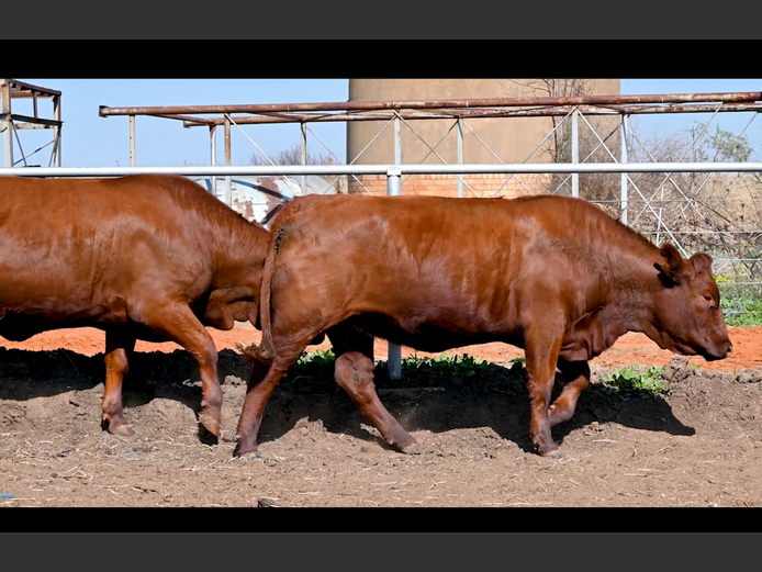 Commercial Animals | PE ROUX