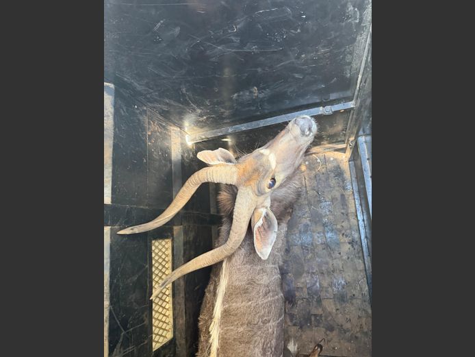 Nyala Bul